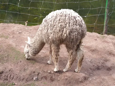 Peruvian Alpaca Stock Footage 77133250