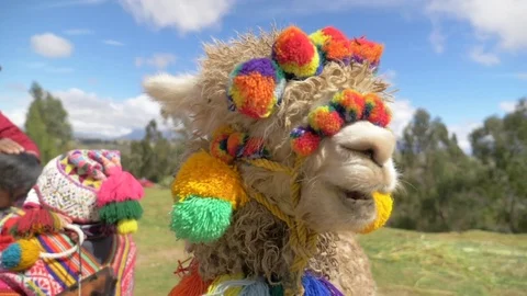 Peruvian Alpaca Stock Footage 77882221