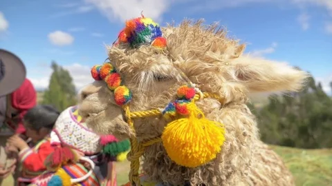 Peruvian Alpaca Side angle Stock Footage 77882067