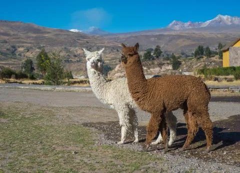 Peruvian alpacas Stock-Fotos