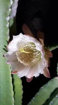Peruvian Apple Cactus Backlit Flower - Tucson, Arizona Stock Photos