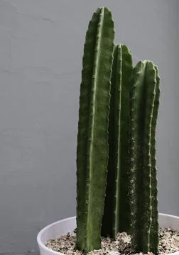 Peruvian apple cactus (Cereus peruvianus) or kaktus koboi plants in a pot Stock Photos