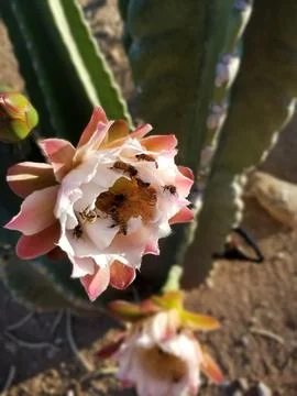 Peruvian Apple Cactus Flower with Bee Pollinators Stock Photos