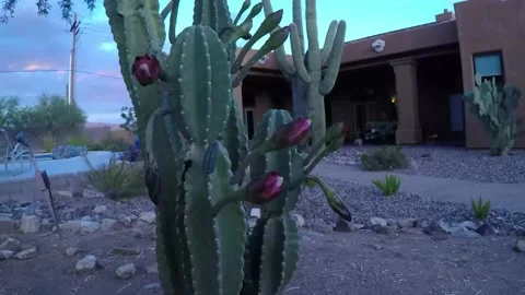 Peruvian Apple Cactus Flower Timelapse Vidéo 137670972