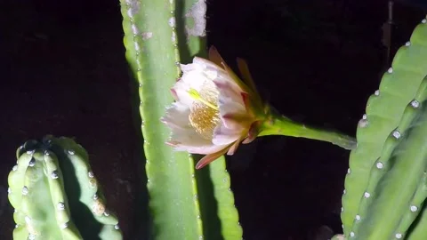 Peruvian Apple Cactus Flower Timelapse Vidéo 137671058