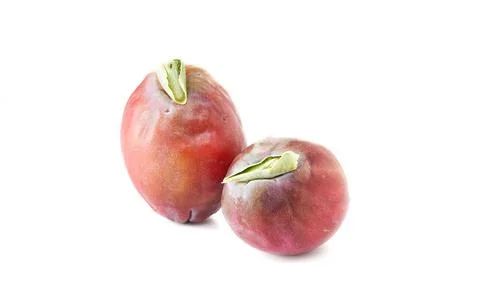 Peruvian apple cactus fruit isolated on white background. Scientific name Cer Stock Photos