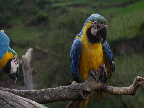 Peruvian Blue and Yellow Macaws Stock Footage 77132853