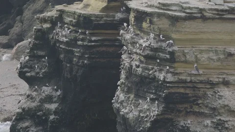 Peruvian boobies on ledge Stock Footage 116590132