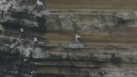 Peruvian boobies on ledge Stock Footage 116630812