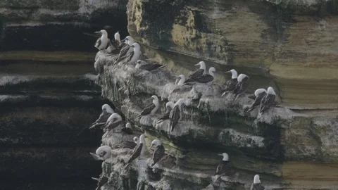 Peruvian boobies on ledge Stock Footage 116631040