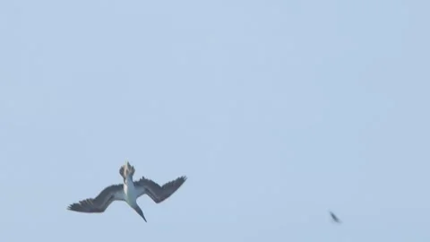 Peruvian booby banking and diving with boats in background Piura Peru Stock Footage 328132630