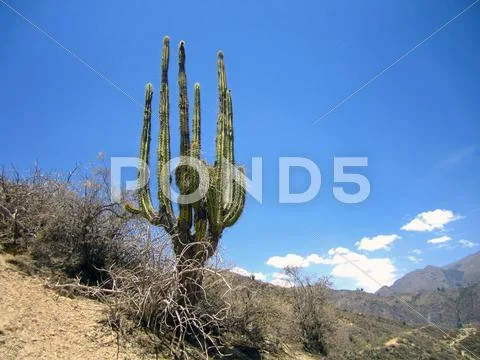 Peruvian cactus Stock Photos