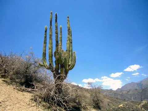 Peruvian cactus Fotos Stock