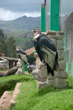 Peruvian Condor Bird Stock Photos