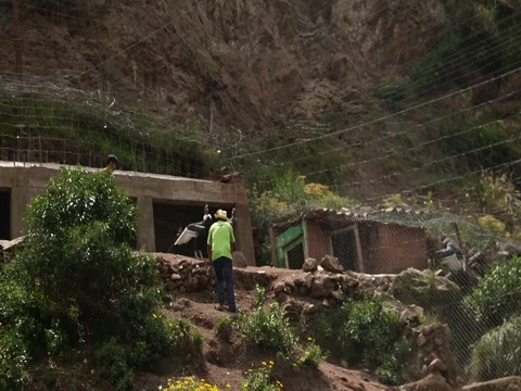 Peruvian Condor flying overhead Stock Footage 77137008