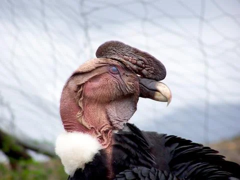 Peruvian condor Stock Photos