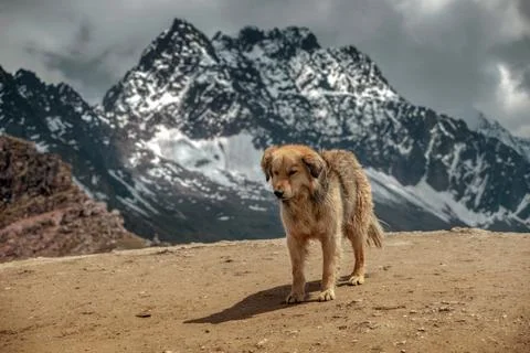 Peruvian dog in mountains Stock Photos
