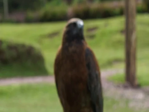 Peruvian Eagle mid shot Stock Footage 77133695