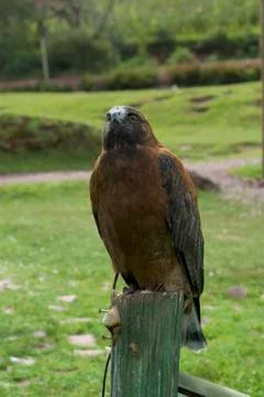 Peruvian Eagle Stock Photos
