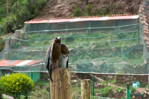 Peruvian Eagle Stock Photos