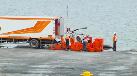 Peruvian Fishermen at the Docks Loading Fish Into Crates Close-up Video stock 61106097