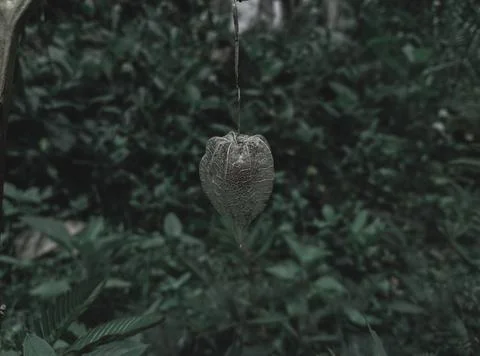 Peruvian Ground cherry Stock Photos