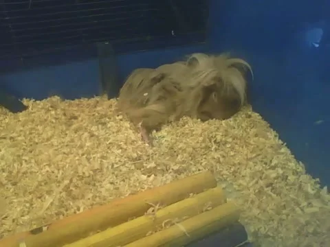 Peruvian guinea pig is almost asleep, it's so cute Stock Footage 161211864
