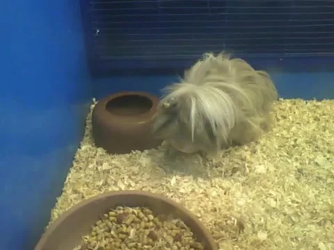 Peruvian guinea pig drinks water, then eats a lot Stock Footage 161212631