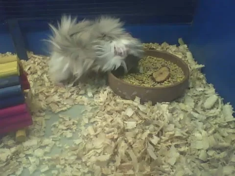 Peruvian guinea pig is having lunch, he eats a lot! Stock Footage 166425358