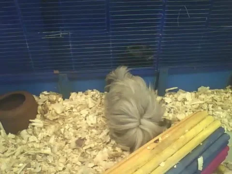 Peruvian guinea pig looking for something on the ground, what will it be... Stock Footage 166424364