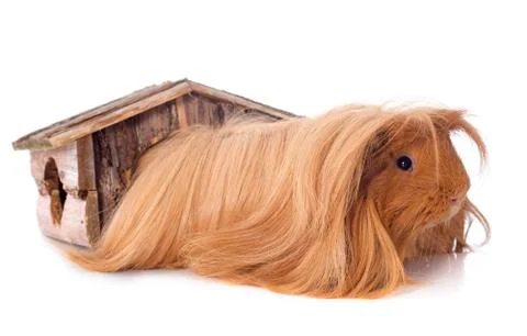 Peruvian guinea pig Stock Photos