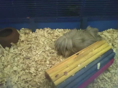 Peruvian guinea pig sleeps peacefully, he is cute and fluffy! Stock Footage 166424929