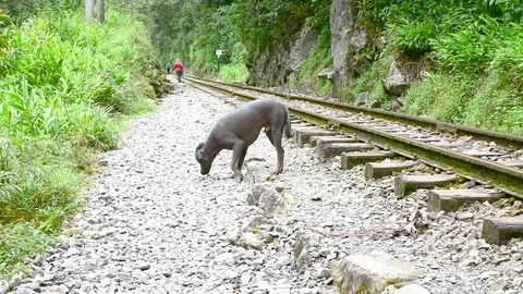 A Peruvian Hairless Dog on the railway for Machu Picchu Stock Footage