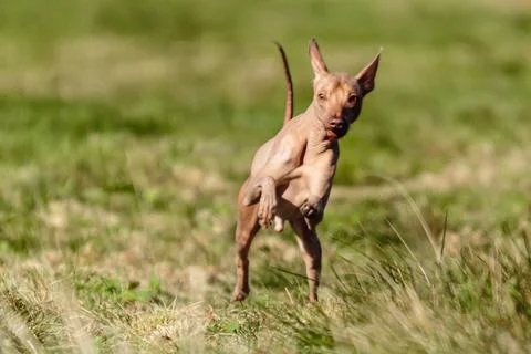 Peruvian hairless dog running straight at the camera Stock Photos