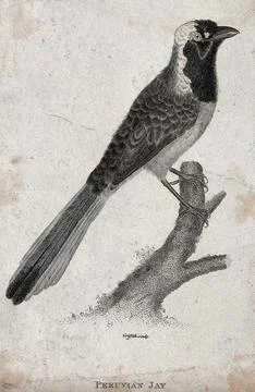 A Peruvian Jay sitting on a branch of a tree. Etching by M. Griffith. Stock Illustration