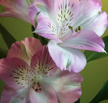 Peruvian lilies 库存照片