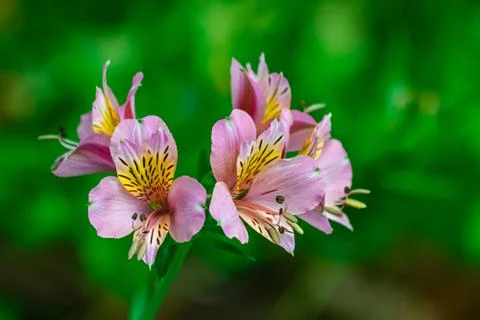 Peruvian lily, (altroemeria aurantiaca ligtu) Stock Photos