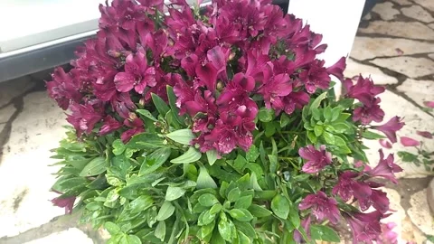Peruvian lily close-up Video stock 314885438