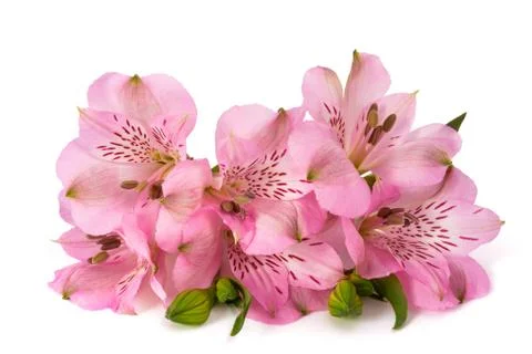 Peruvian lily Stock Photos