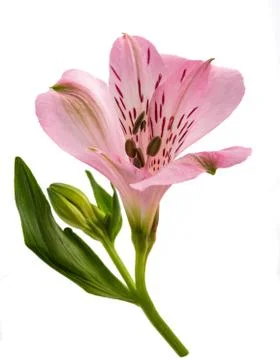Peruvian lily Stock Photos