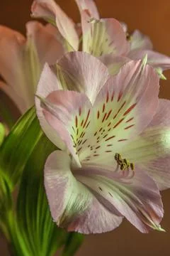 Peruvian lily Stock-Fotos