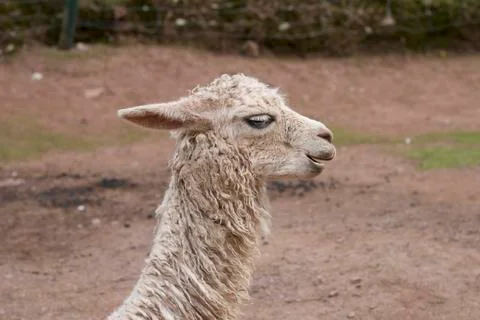 Peruvian Llama close-up Stock Photos