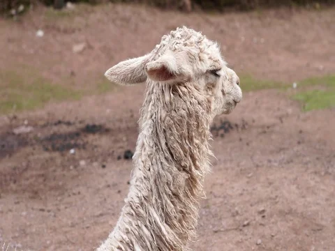 Peruvian Llama eating Stock Footage 77132947