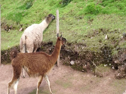 Peruvian Llama Stock Footage 77133171