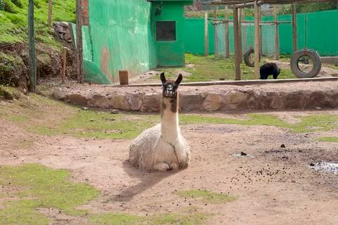 Peruvian Llama Stock Photos