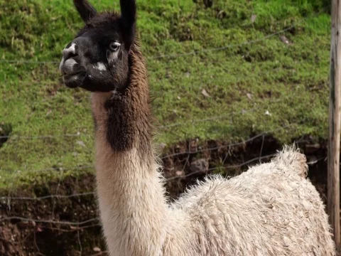 Peruvian Llama sits down Stock Footage 77133779