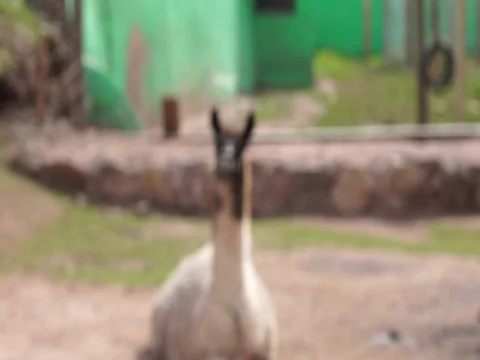 Peruvian Llama sitting Stock Footage 77133714
