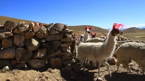 Peruvian llamas coming out of the corral Stock Footage 142736654