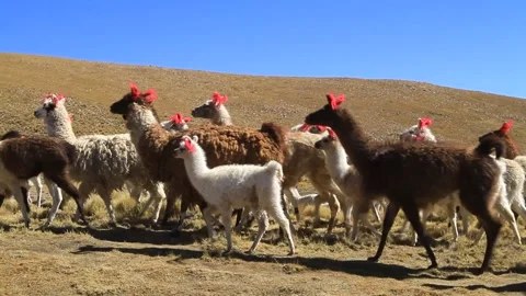 Peruvian llamas grazing in the Peruvian countryside Stock Footage 142736683