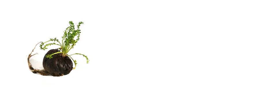 Peruvian Maca Fotos Stock